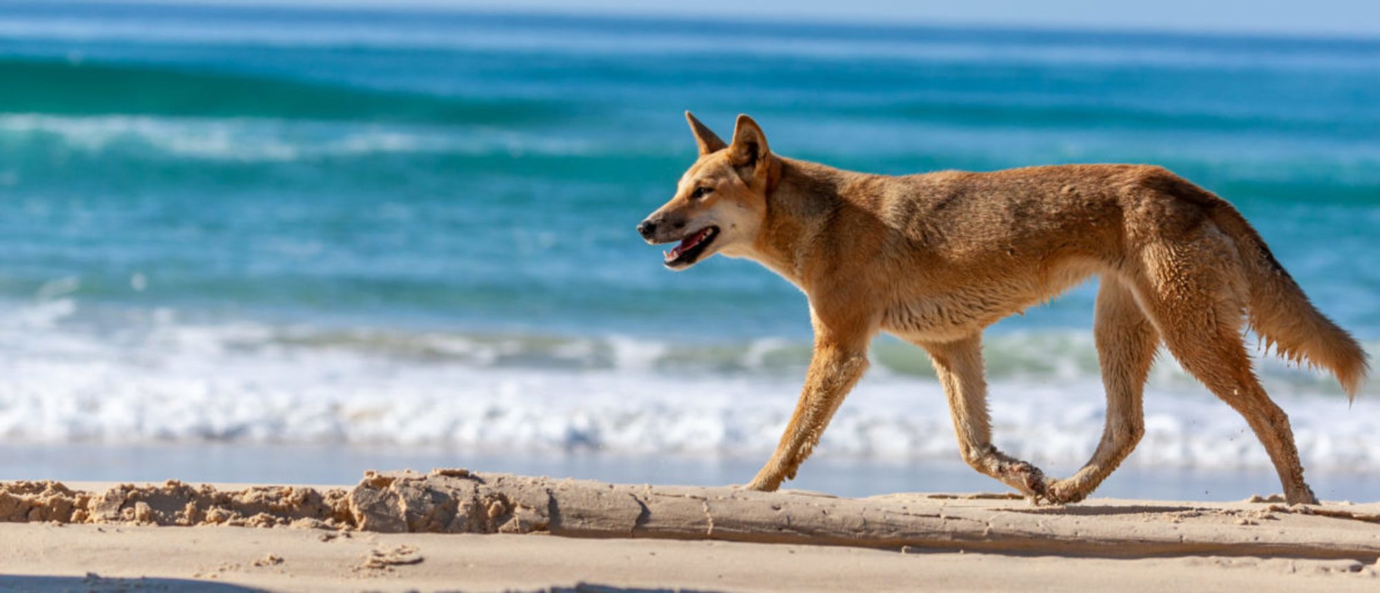 FACT CHECK: Is This A Real Photo Of A Dingo Eating A Shark Near Two