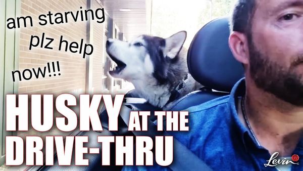 Bossy Talking Husky at the Drive-Thru