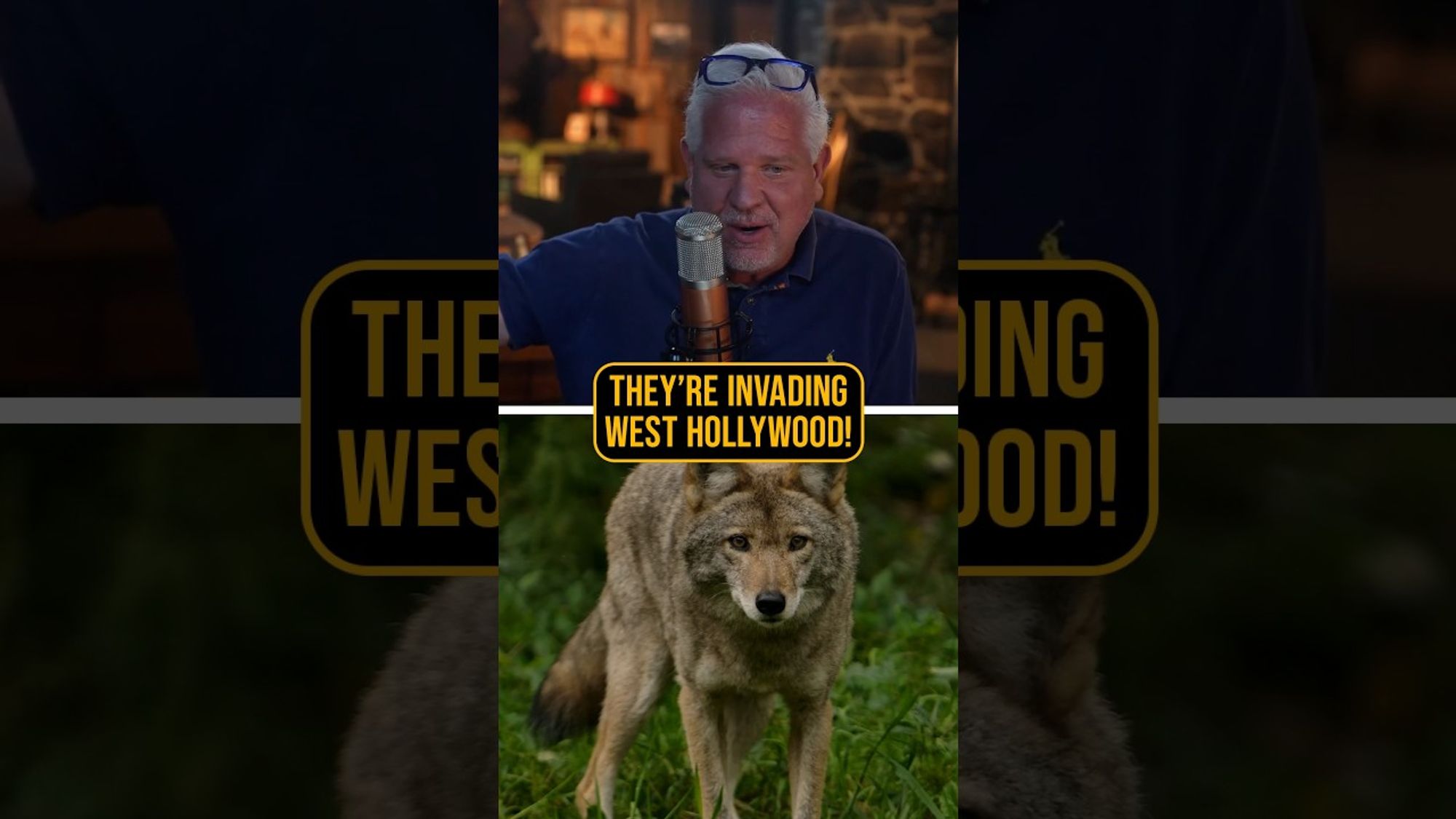 West Hollywood is OVERRUN with Coyotes?