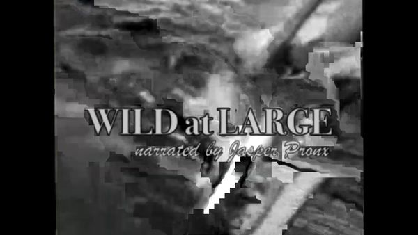 Wild at Large: SHARKS! | Crowder Classics