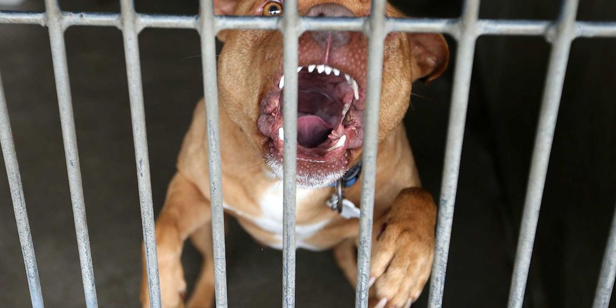 Grieving husband says he fought off dogs trying to drag away his wife ...